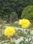 Breeholds Gardens - Mount Wilson Image -645068bc5b912